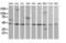 Mitogen-Activated Protein Kinase Kinase 2 antibody, LS-C337955, Lifespan Biosciences, Western Blot image 