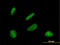 Protein DBF4 homolog A antibody, LS-C133665, Lifespan Biosciences, Immunofluorescence image 