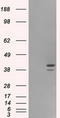 Interleukin enhancer-binding factor 2 antibody, TA500674, Origene, Western Blot image 