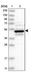 Doublecortin Domain Containing 2 antibody, PA5-56787, Invitrogen Antibodies, Western Blot image 