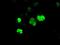 Aryl hydrocarbon receptor nuclear translocator-like protein 1 antibody, NBP2-02544, Novus Biologicals, Immunofluorescence image 