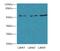 Fizzy And Cell Division Cycle 20 Related 1 antibody, A51405-100, Epigentek, Western Blot image 