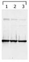 Tyrosine 3-Monooxygenase/Tryptophan 5-Monooxygenase Activation Protein Gamma antibody, TA301660, Origene, Western Blot image 