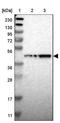 G Protein-Coupled Receptor 4 antibody, NBP1-87463, Novus Biologicals, Western Blot image 