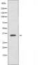 Ring Finger Protein 130 antibody, orb227168, Biorbyt, Western Blot image 