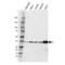 Phospholipid Scramblase 1 antibody, VPA00591, Bio-Rad (formerly AbD Serotec) , Western Blot image 