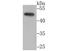 CTBP antibody, NBP2-75453, Novus Biologicals, Western Blot image 