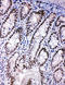 ShcA antibody, LS-C313035, Lifespan Biosciences, Immunohistochemistry frozen image 