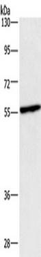 Centrosomal Protein 55 antibody, TA349796, Origene, Western Blot image 