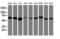 Ring Finger Protein 113B antibody, LS-C173653, Lifespan Biosciences, Western Blot image 