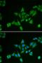 BCL2 Interacting Protein 2 antibody, orb247341, Biorbyt, Immunofluorescence image 