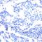 Ribosomal Protein S6 antibody, PA5-32580, Invitrogen Antibodies, Immunohistochemistry frozen image 