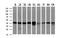 Serpin Family B Member 6 antibody, NBP2-01650, Novus Biologicals, Western Blot image 