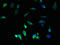 Cytochrome C Oxidase Assembly Factor 1 Homolog antibody, orb22962, Biorbyt, Immunofluorescence image 