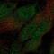 Annexin A2 Receptor antibody, NBP2-49008, Novus Biologicals, Immunofluorescence image 