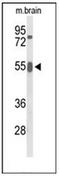 Growth factor receptor-bound protein 7 antibody, AP51945PU-N, Origene, Western Blot image 