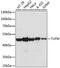 Elongation factor Tu, mitochondrial antibody, 22-209, ProSci, Immunohistochemistry frozen image 