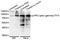 PKC antibody, orb374354, Biorbyt, Western Blot image 