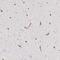 Neurite Extension And Migration Factor antibody, PA5-51383, Invitrogen Antibodies, Immunohistochemistry paraffin image 