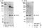 Pogo Transposable Element Derived With KRAB Domain antibody, A303-203A, Bethyl Labs, Immunoprecipitation image 