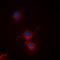 BCL2 Like 1 antibody, orb235045, Biorbyt, Immunofluorescence image 