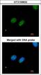 X-Ray Repair Cross Complementing 4 antibody, LS-C186088, Lifespan Biosciences, Immunocytochemistry image 