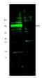 Hypoxia-inducible factor 3-alpha antibody, orb345422, Biorbyt, Western Blot image 