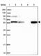 Round Spermatid Basic Protein 1 antibody, PA5-59879, Invitrogen Antibodies, Western Blot image 