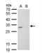 p24 antibody, NBP2-20688, Novus Biologicals, Western Blot image 