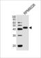 CD38 Molecule antibody, 61-570, ProSci, Western Blot image 