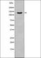 DNA ligase 4 antibody, orb335757, Biorbyt, Western Blot image 