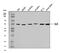 Integrin-linked protein kinase antibody, A02932-3, Boster Biological Technology, Western Blot image 