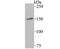 MYB Binding Protein 1a antibody, A04187-1, Boster Biological Technology, Western Blot image 