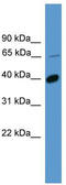 Olfactory Receptor Family 2 Subfamily B Member 2 antibody, TA342705, Origene, Western Blot image 