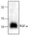 Transforming Growth Factor Alpha antibody, TA319076, Origene, Western Blot image 