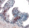 Mitogen-Activated Protein Kinase 8 Interacting Protein 3 antibody, AF1205, R&D Systems, Immunohistochemistry paraffin image 