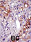 Ubiquitin Specific Peptidase 22 antibody, abx031554, Abbexa, Western Blot image 
