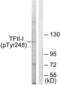 SPIN antibody, LS-C199646, Lifespan Biosciences, Western Blot image 