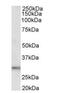 Dual adapter for phosphotyrosine and 3-phosphotyrosine and 3-phosphoinositide antibody, orb18353, Biorbyt, Western Blot image 