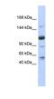 U2 SnRNP Associated SURP Domain Containing antibody, NBP1-70713, Novus Biologicals, Western Blot image 