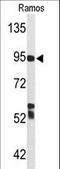 Complement C7 antibody, LS-C168185, Lifespan Biosciences, Western Blot image 