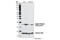 Histone Cluster 1 H2B Family Member B antibody, 5410S, Cell Signaling Technology, Western Blot image 