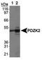 PDZ Domain Containing 3 antibody, TA309797, Origene, Western Blot image 