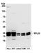 60S ribosomal protein L29 antibody, A305-057A, Bethyl Labs, Western Blot image 