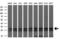 Potassium Channel Tetramerization Domain Containing 5 antibody, GTX84281, GeneTex, Western Blot image 