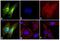 Rabbit IgG antibody, F-2765, Invitrogen Antibodies, Immunofluorescence image 