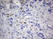 Pw1 antibody, LS-C175720, Lifespan Biosciences, Immunohistochemistry paraffin image 