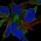 FAT Atypical Cadherin 4 antibody, NBP2-49064, Novus Biologicals, Immunofluorescence image 