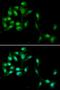 Protein HEXIM1 antibody, orb178599, Biorbyt, Immunofluorescence image 