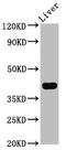Ras Association Domain Family Member 7 antibody, LS-C671891, Lifespan Biosciences, Western Blot image 